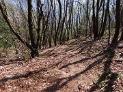 65 Bella la discesa su comodo sentiero tra maestosi carpini neri